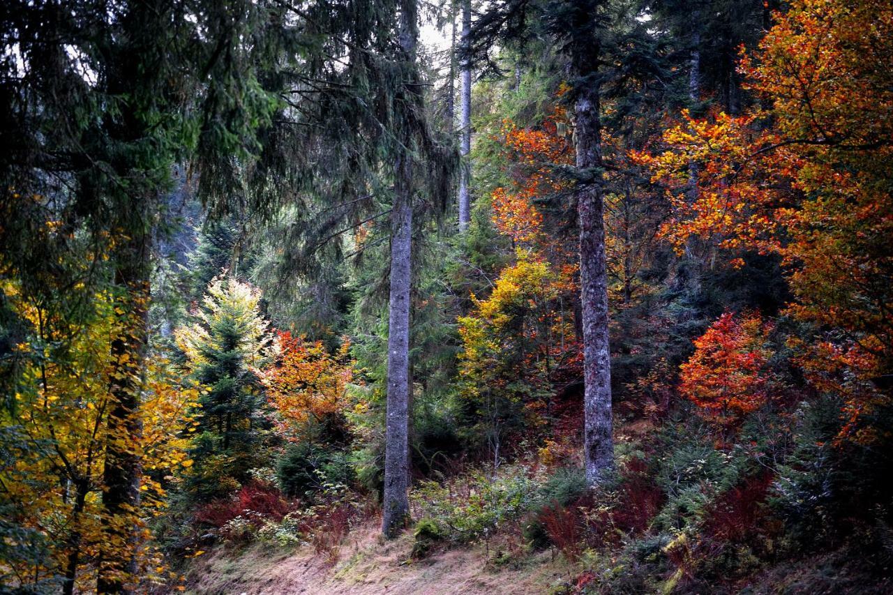 C3 Albmatte-Fewo Sauna, Hallenbad Aussenbecken Massagen Nebenan St. Blasien Zewnętrze zdjęcie