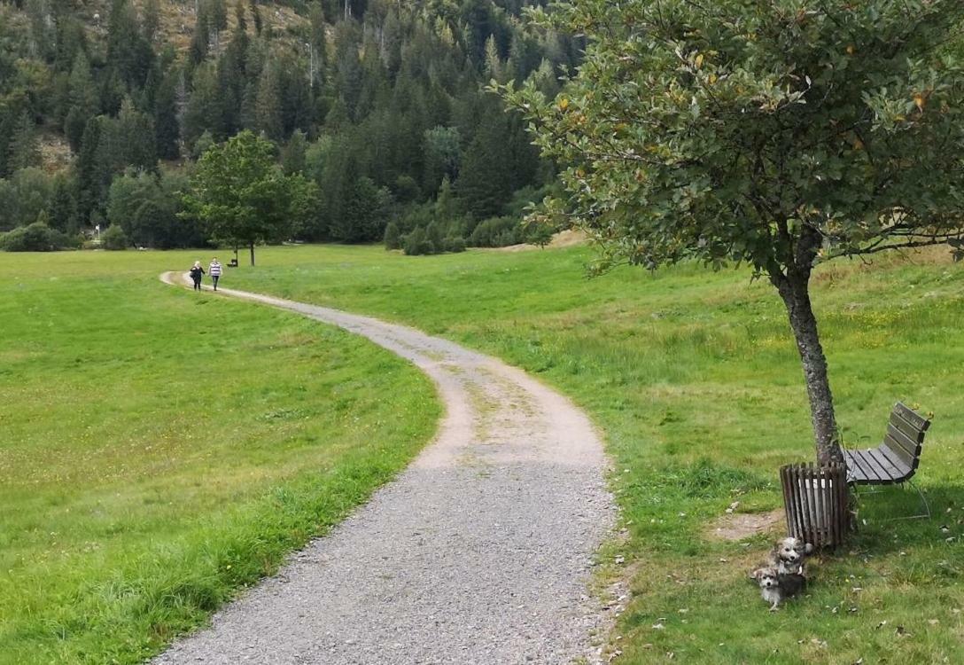 C3 Albmatte-Fewo Sauna, Hallenbad Aussenbecken Massagen Nebenan St. Blasien Zewnętrze zdjęcie